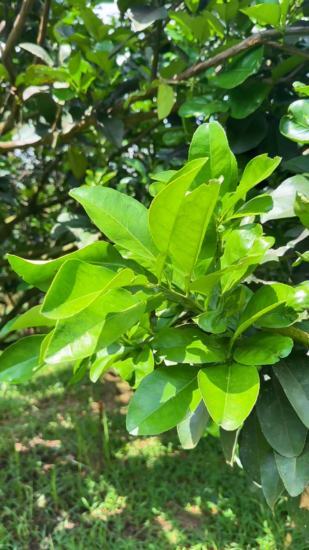 Bưởi