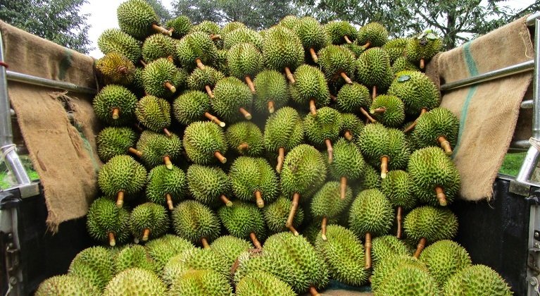 Durian