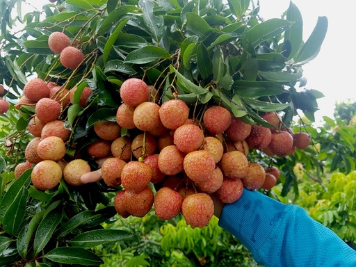 vải