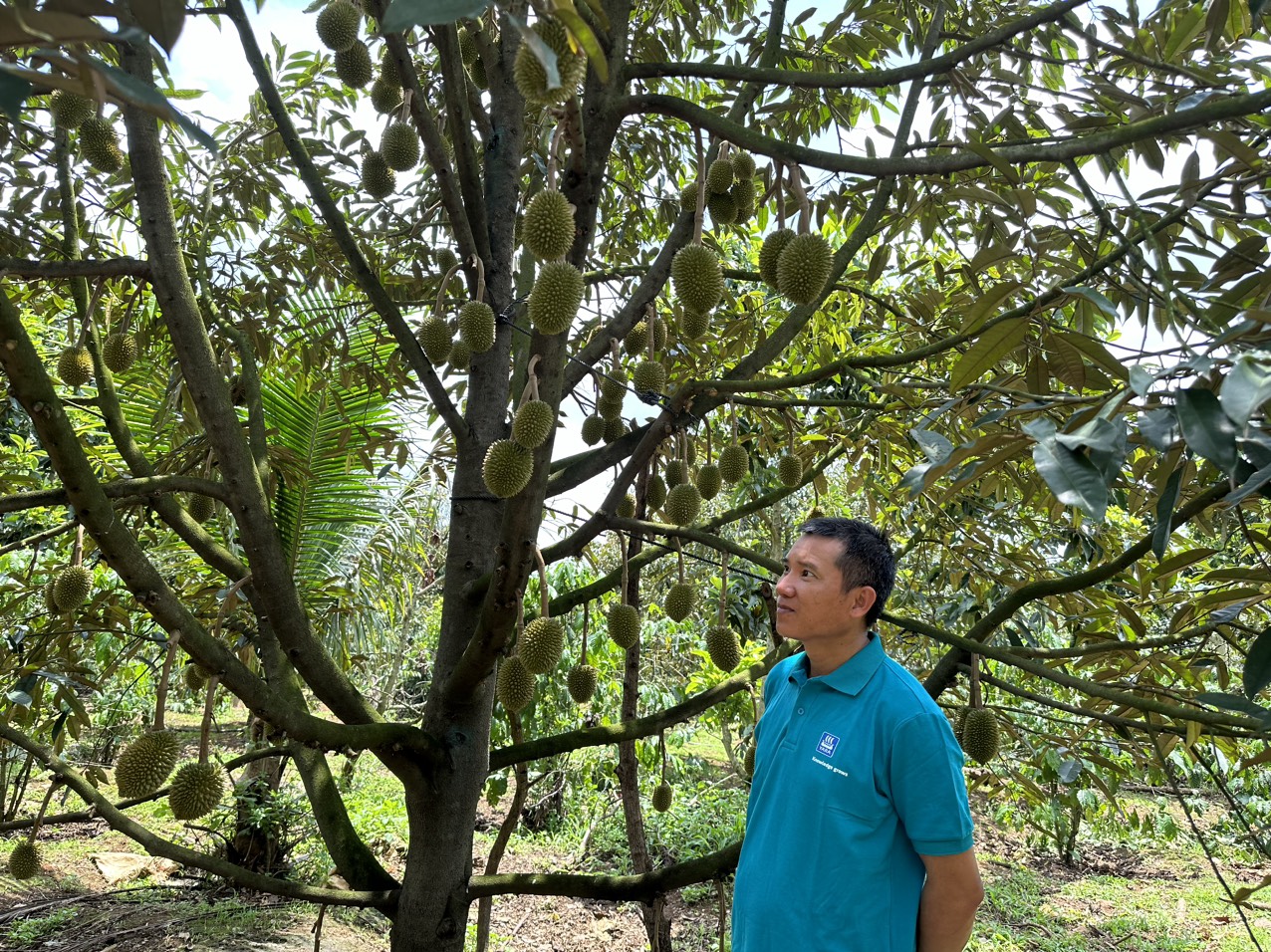 sầu ri&ecirc;ng