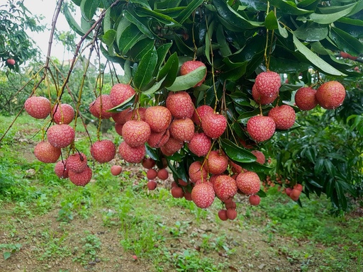 vải