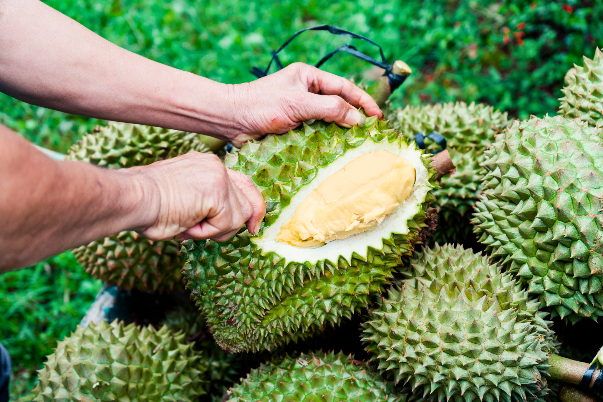 Sầu ri&ecirc;ng