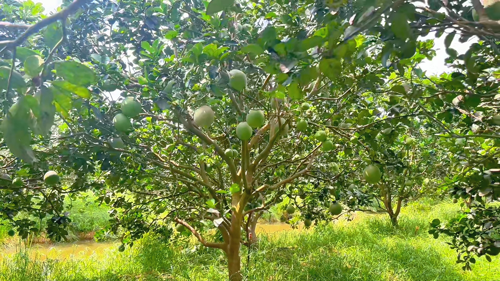Bưởi