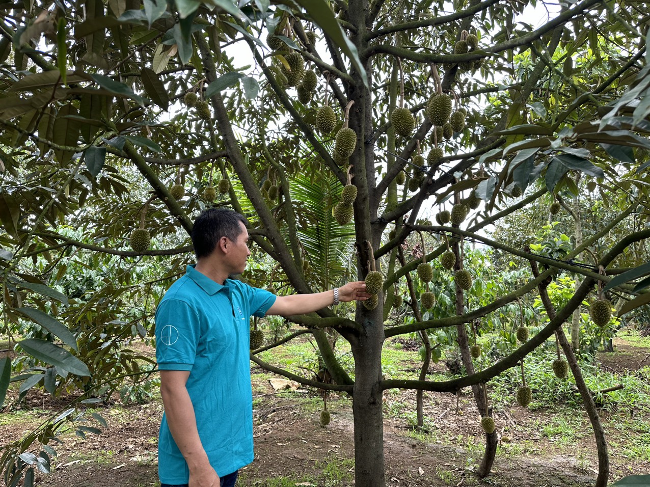 sầu ri&ecirc;ng
