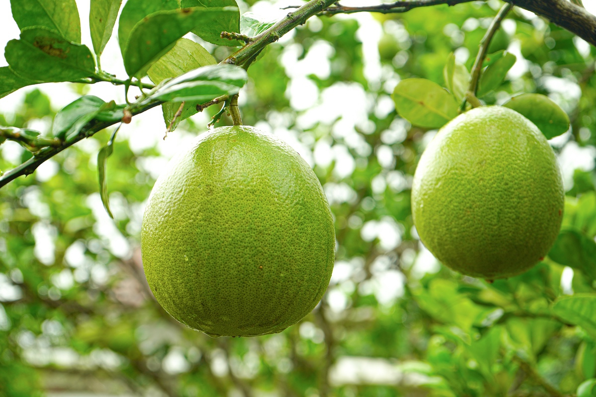 bưởi