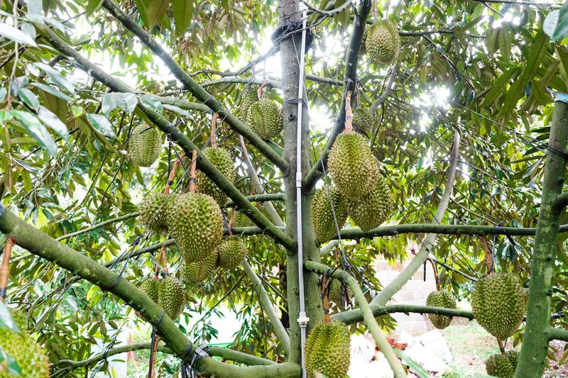 Sầu ri&ecirc;ng
