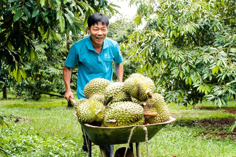 Sầu ri&ecirc;ng
