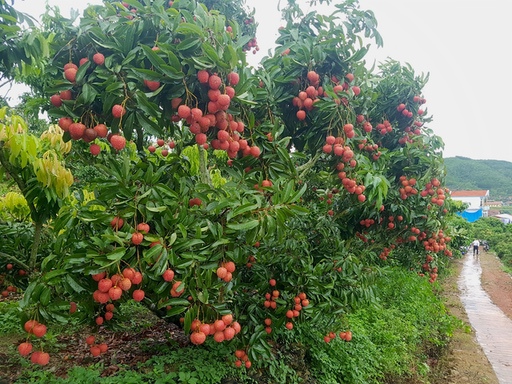 vải